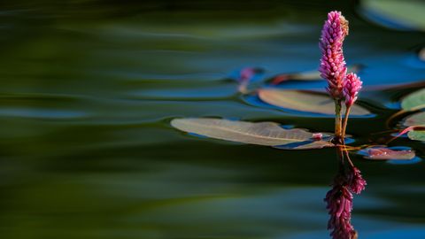 a beautiful pink flower on a pond