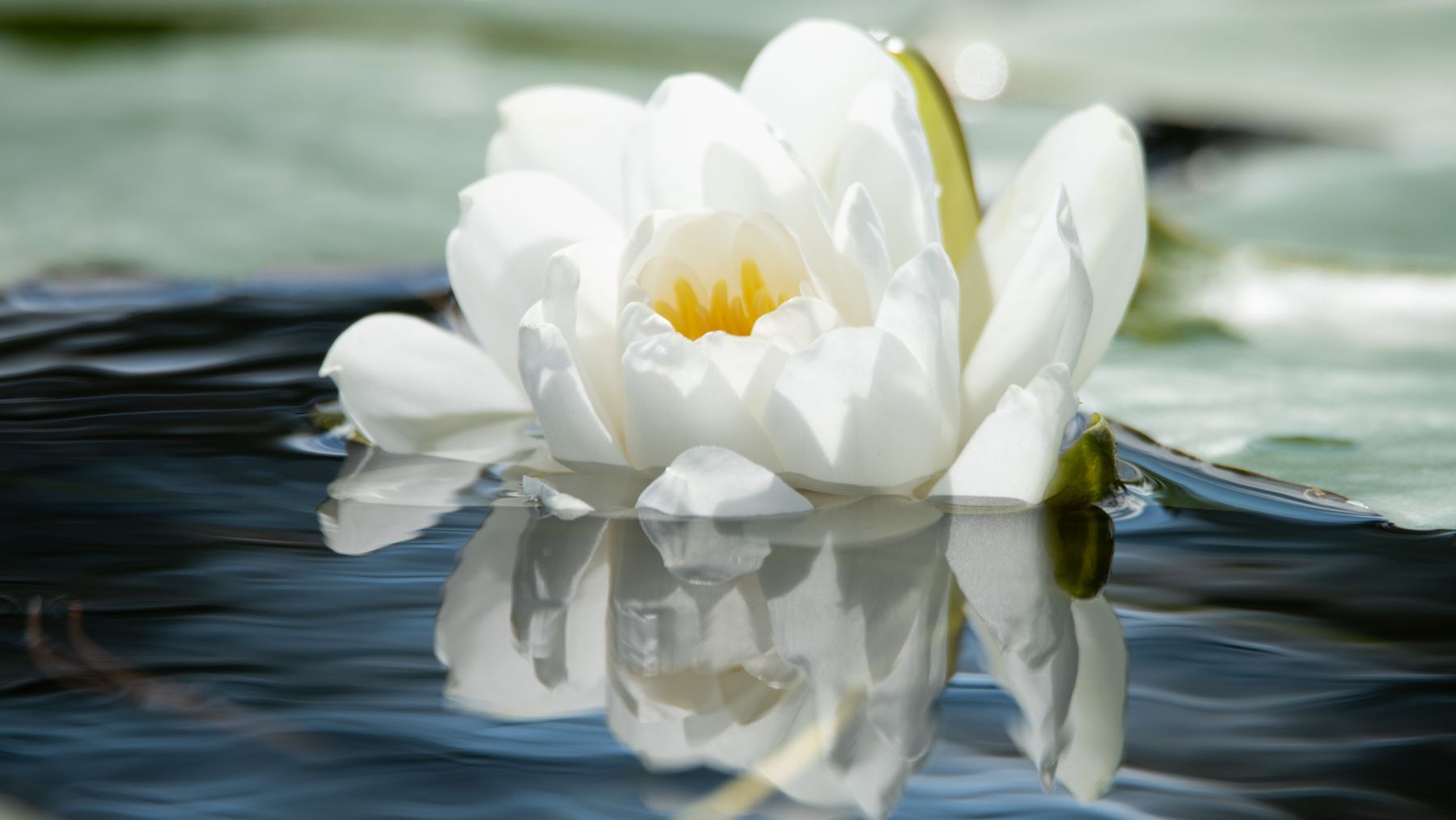 a white flower on a pond