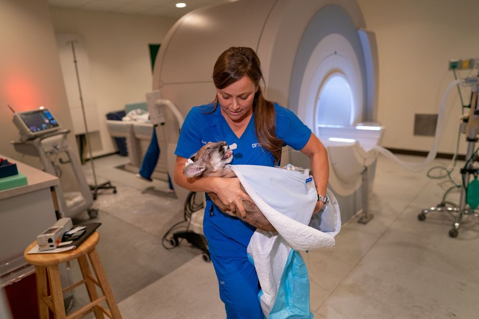 Technicus Des Muir brengt een slapende floridapanterwelp na een MRIscan bij het University of Florida Veterinary Hospital terug naar de plek waar zijn broer ook verblijft Op MRIscans van het ruggenmerg en brein van panters zijn eventuele tekenen van FLM duidelijk te zien