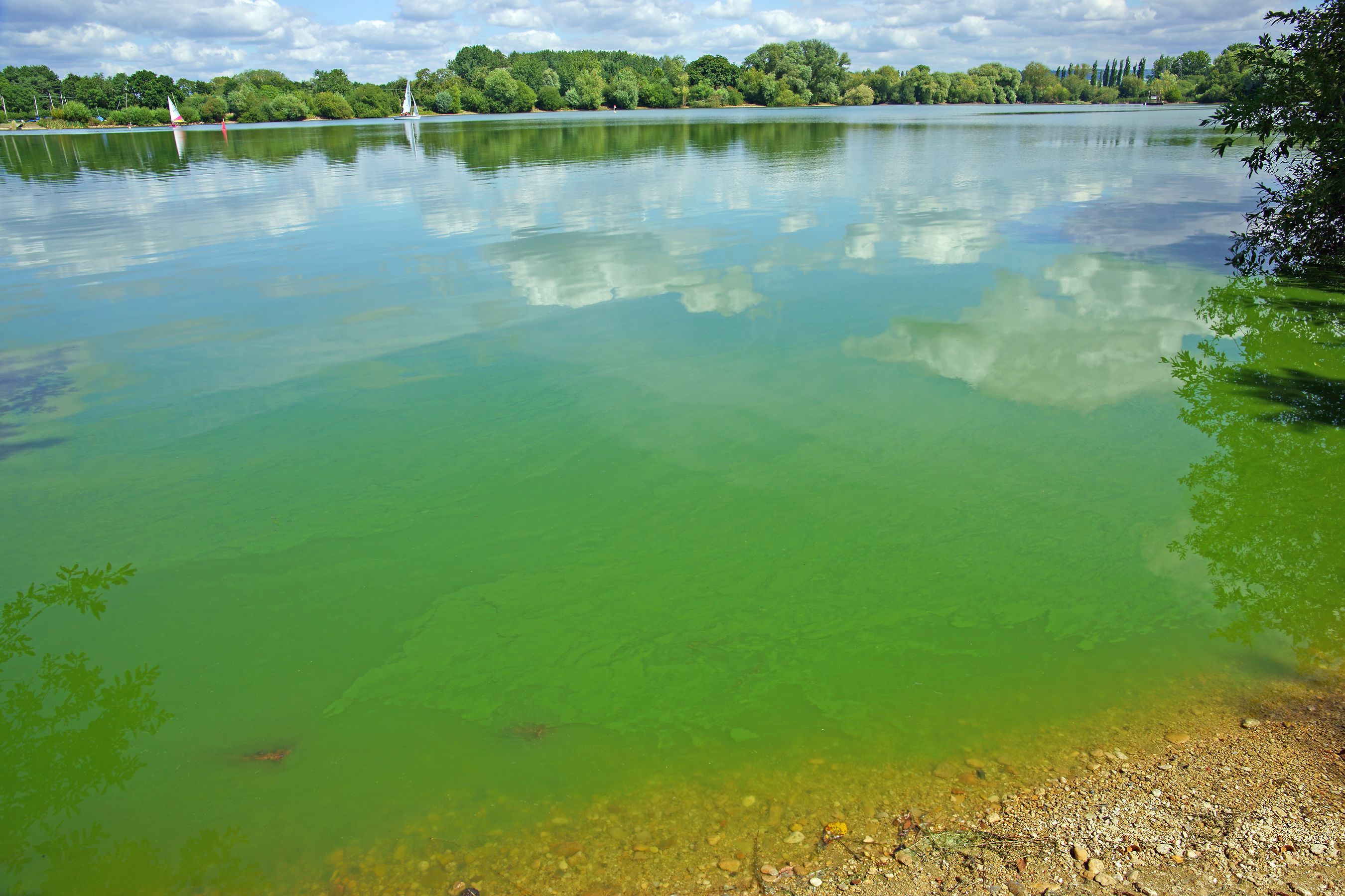 Toxic Blue Green Algae In UK Lakes Could Be Fatal For Dogs   Cyanobacteria Or Blue Green Algae Frampton On Royalty Free Image 1129155651 1565859694 