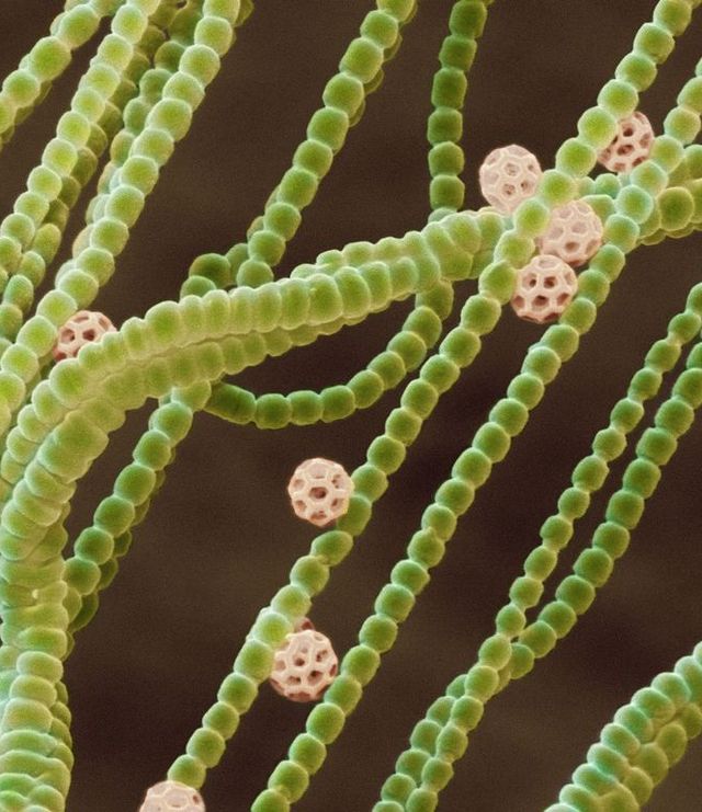 mississippi algae bloom cyanobacteria 2019