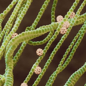 Terrestrial plant, Cactus, Plant, Flower, Organism, Botany, Plant stem, Adaptation, Succulent plant, 