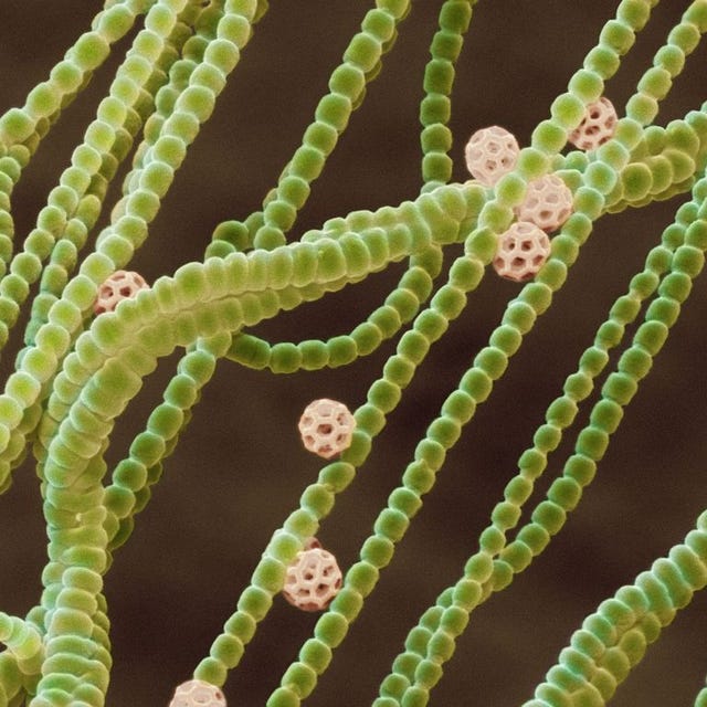 Terrestrial plant, Cactus, Plant, Flower, Organism, Botany, Plant stem, Adaptation, Succulent plant, 