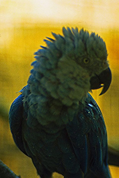 Bird, Beak, Green, Parrot, Blue, Feather, Yellow, Macaw, Parakeet, Budgie, 