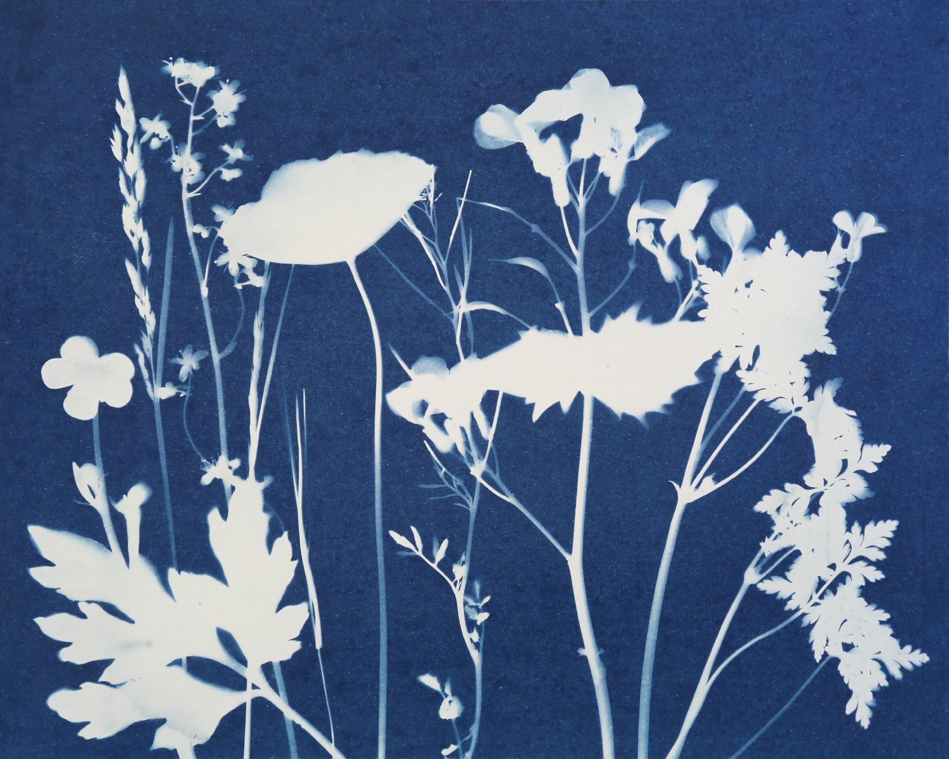 Cyanotype: Get started with our beginner's guide