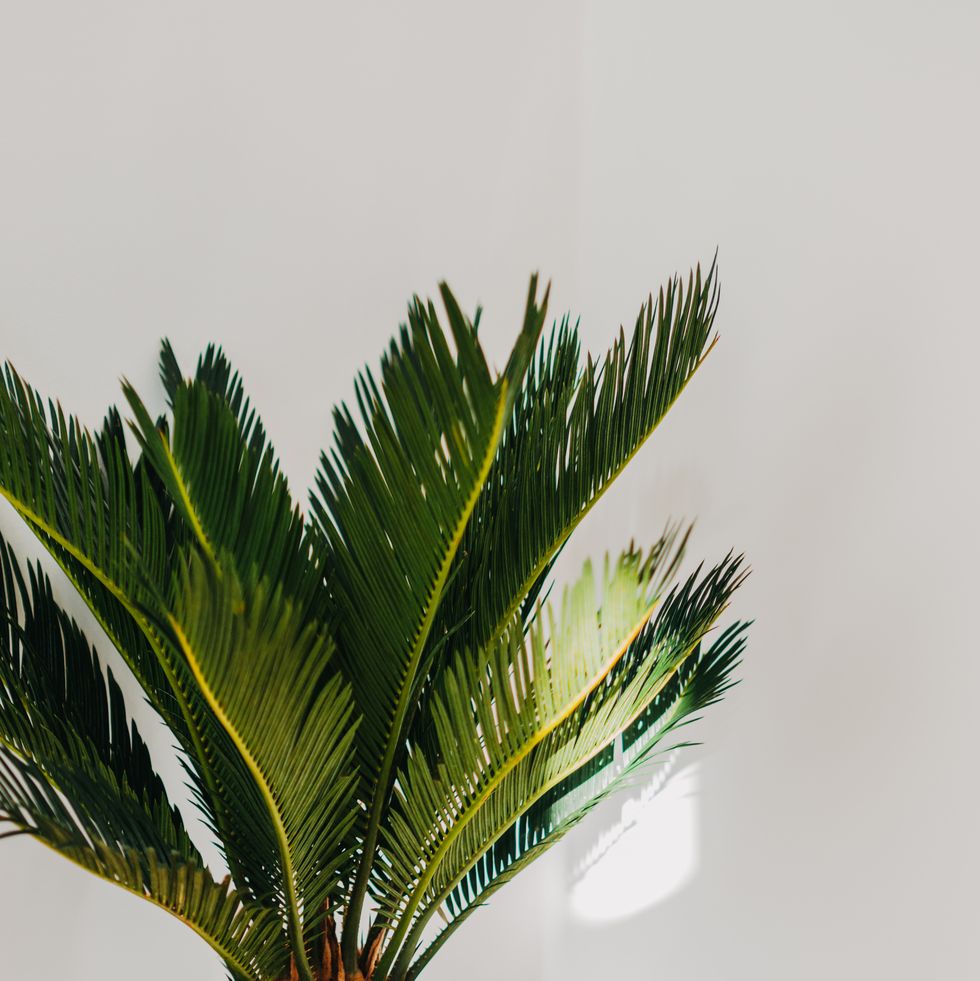 cycas revoluta houseplant in white ceramic pot on wood stool