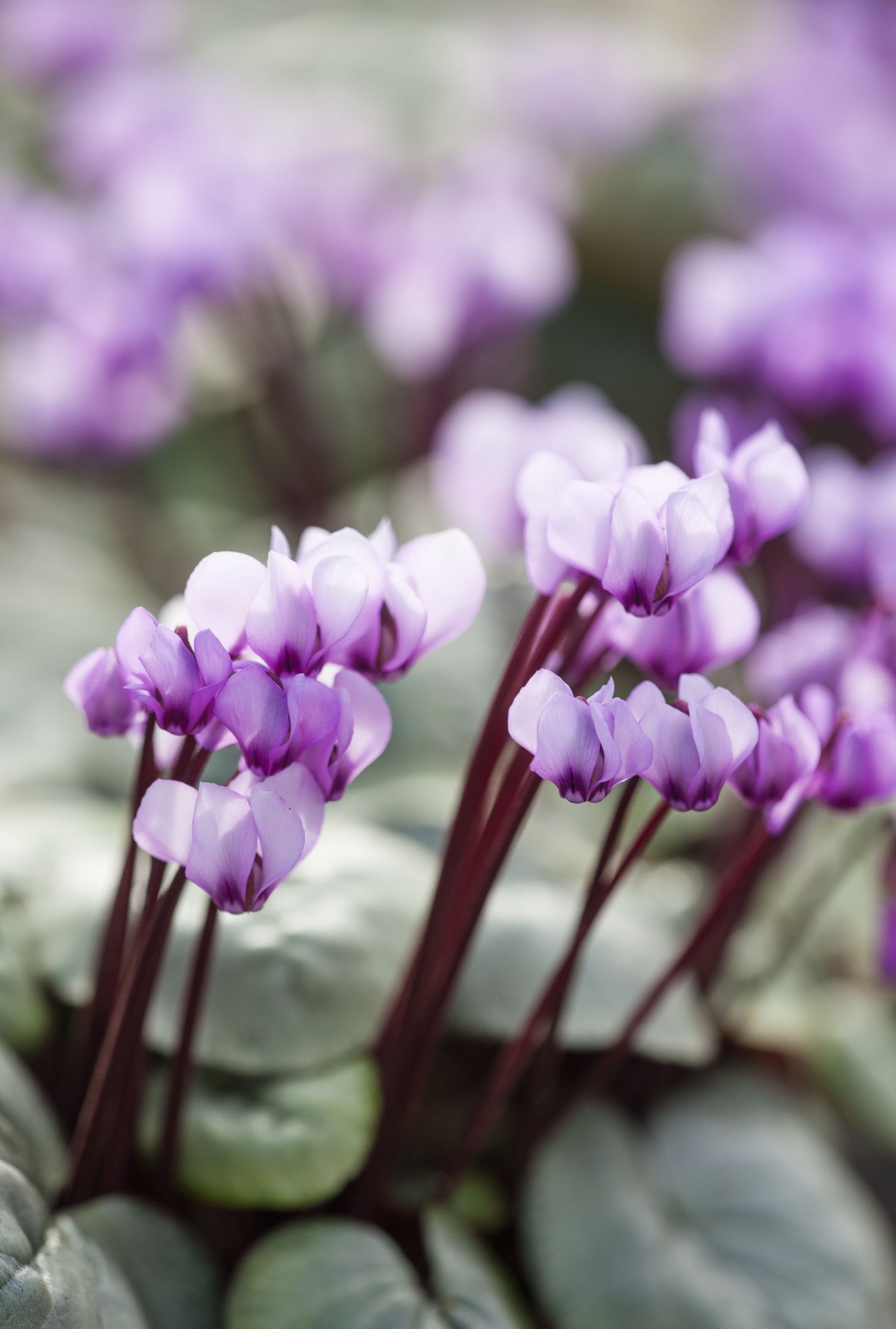 Flowers that will thrive in your garden during winter