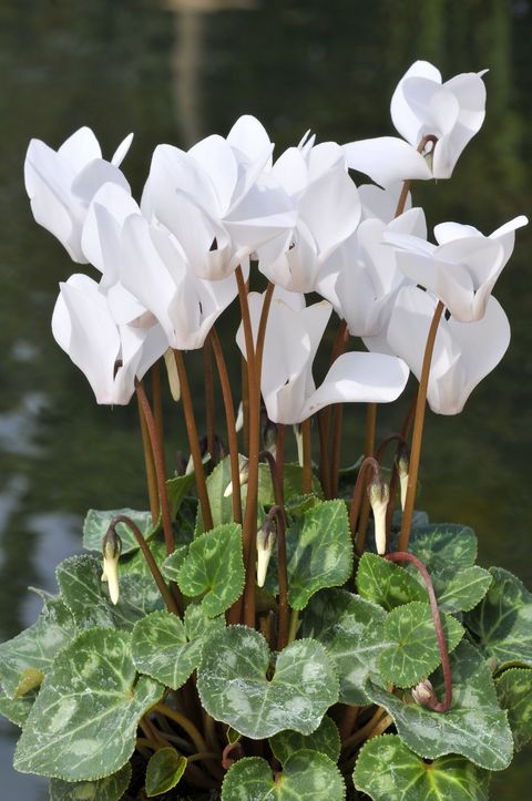 closeup of white flowers of cyclamen