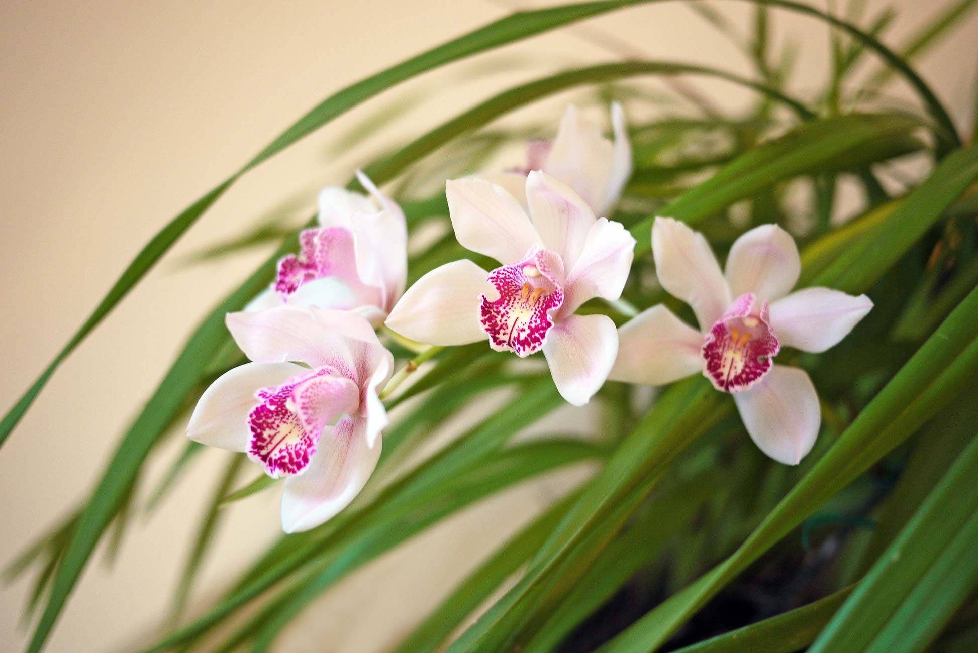 Orquídea Cymbidium: características, cuidados y riego