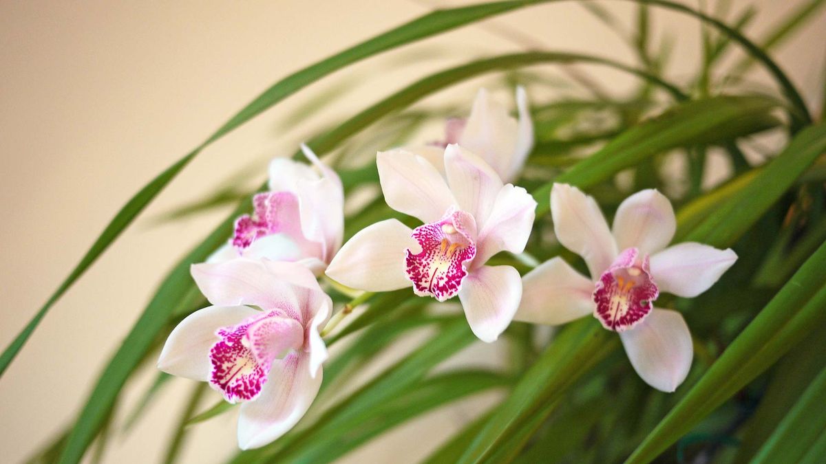 preview for Cymbidium: una orquídea de las más bellas y fácil de cultivar