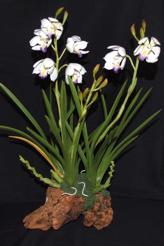 orquidea cymbidium