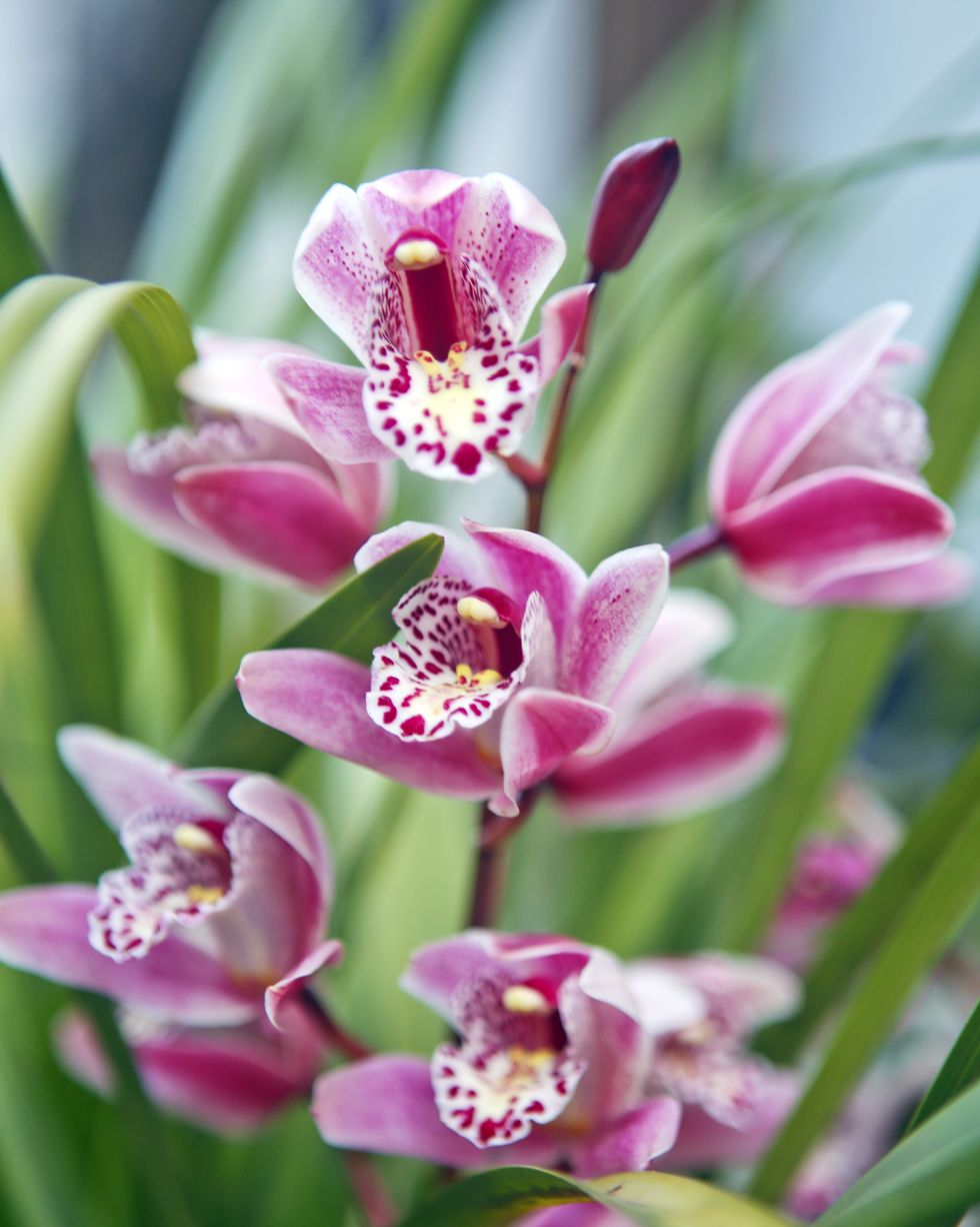 pink purple cymbidium boat orchids