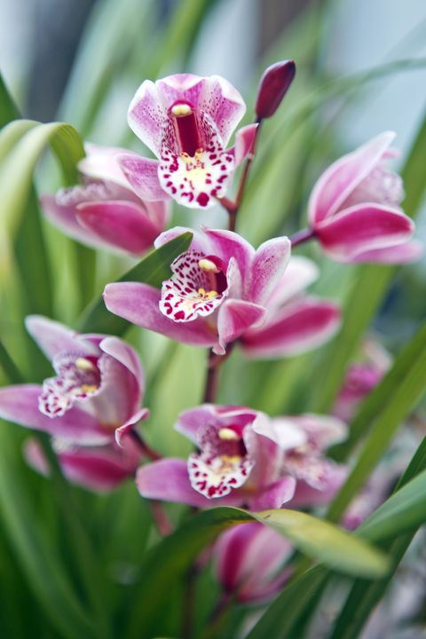 pink purple cymbidium boat orchids