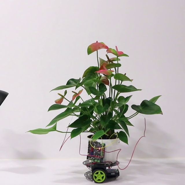 Flower, Plant, Flowerpot, Anthurium, Houseplant, Origami, Wheel, 