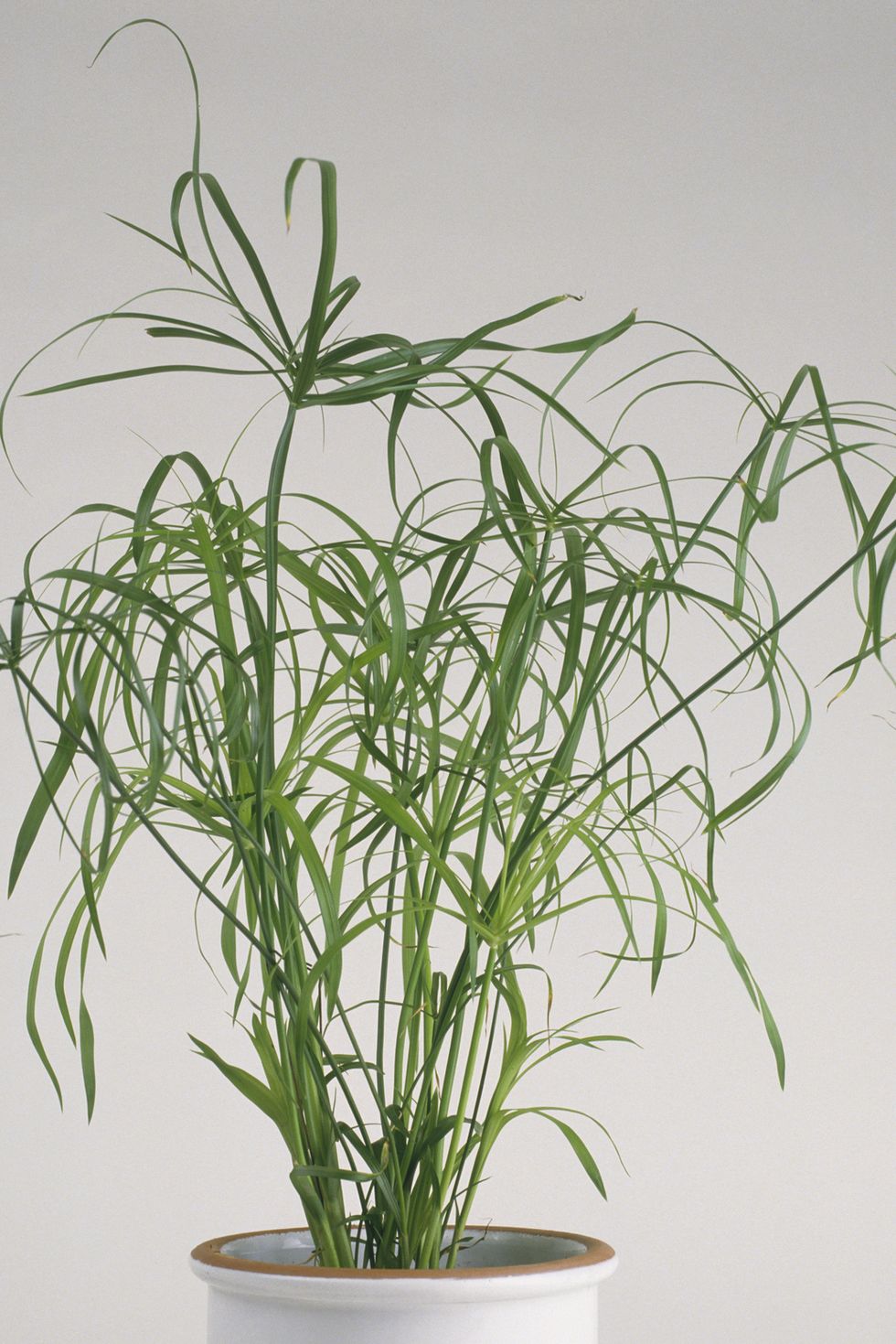 Cyperus alternifolius 'Gracilis' (Umbrella plant) in white ceramic plant pot
