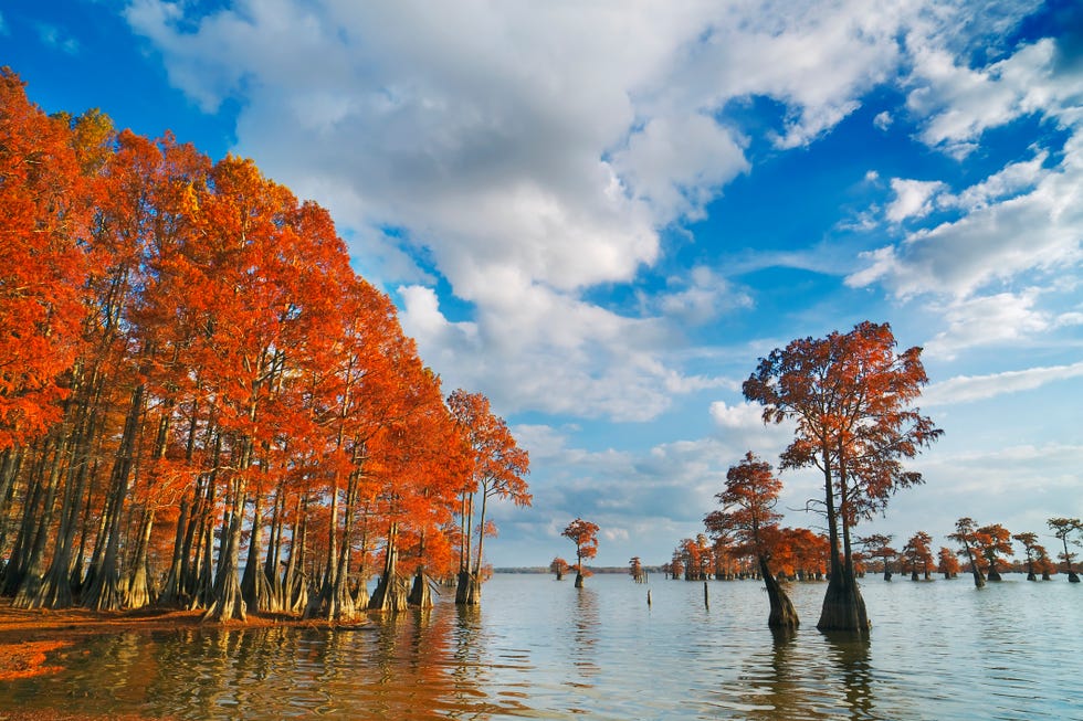 cypress trees in autumn colors, bayou, new orleans, louisiana, usa