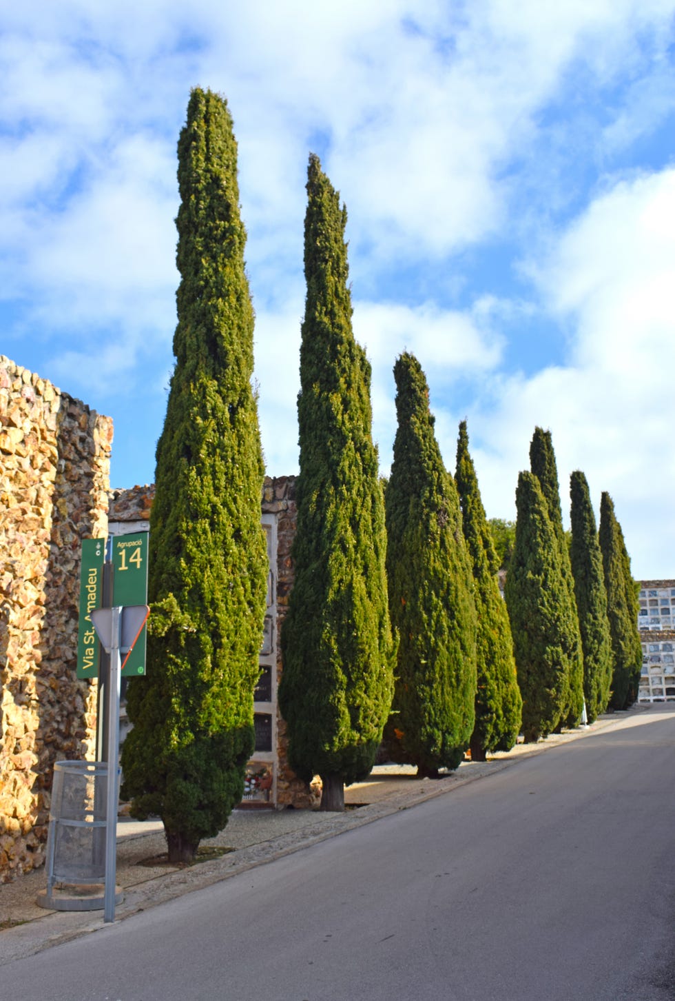 Cypress trees in Montjuic Cemetery in Barcelona