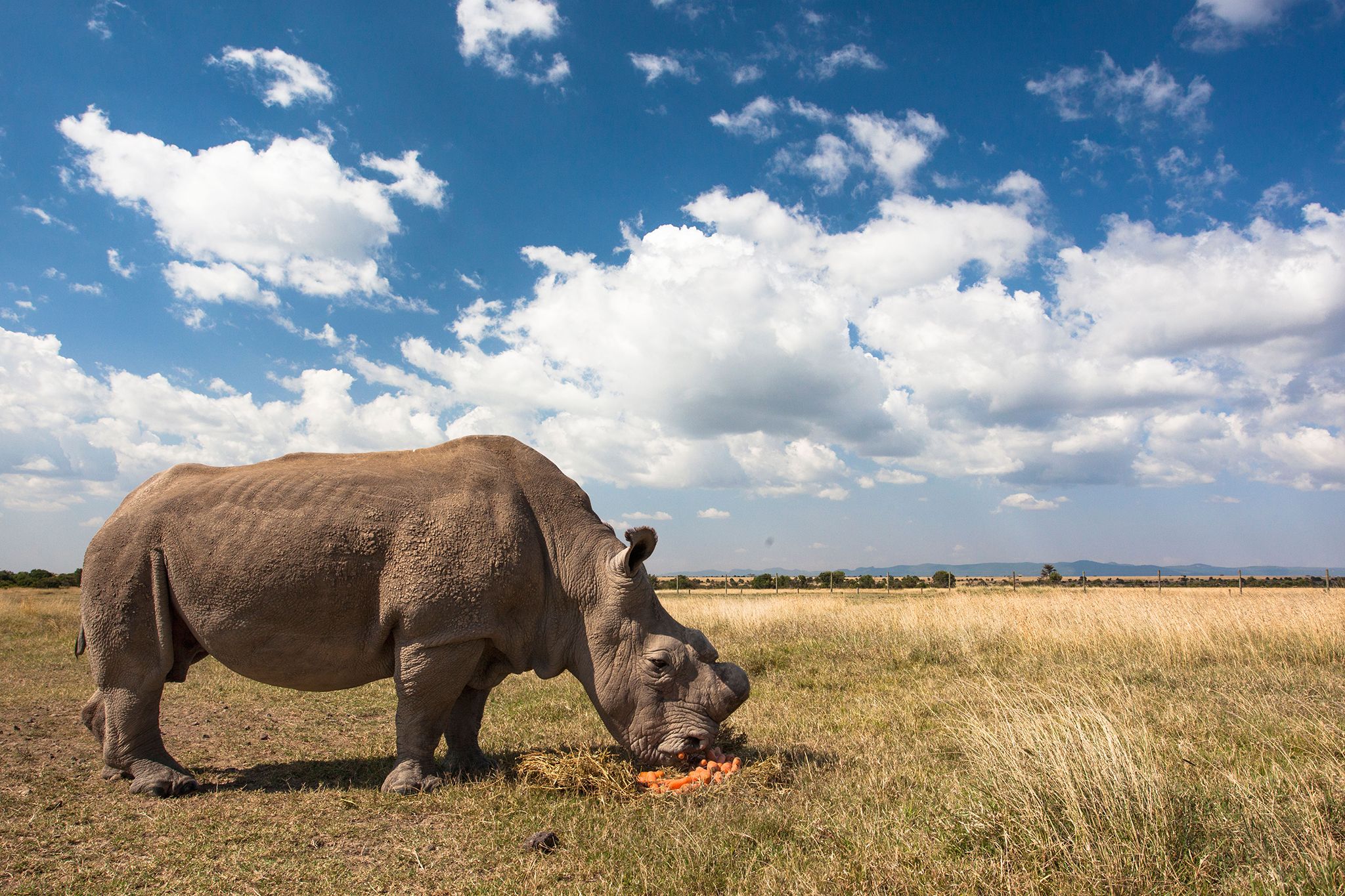 sudan white rhino