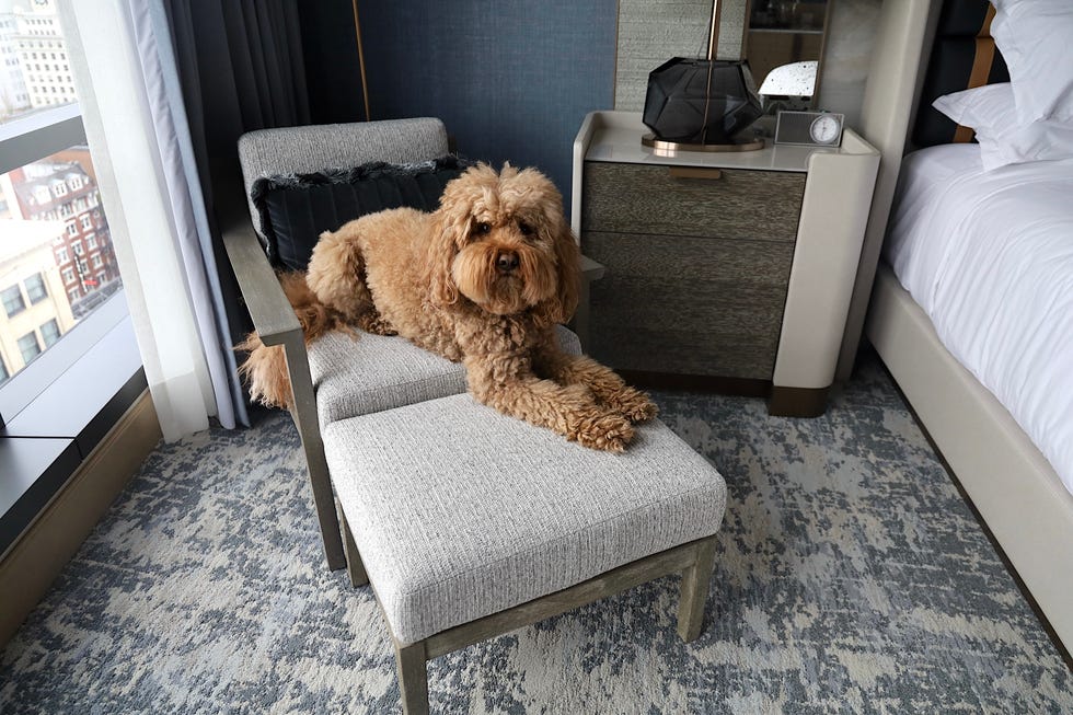 Dog resting on a chair in a modern interior setting. Dog resting on a chair in a modern interior setting.