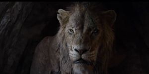 Lion, Vertebrate, Wildlife, Mammal, Felidae, Terrestrial animal, Big cats, Masai lion, Snout, Carnivore, 