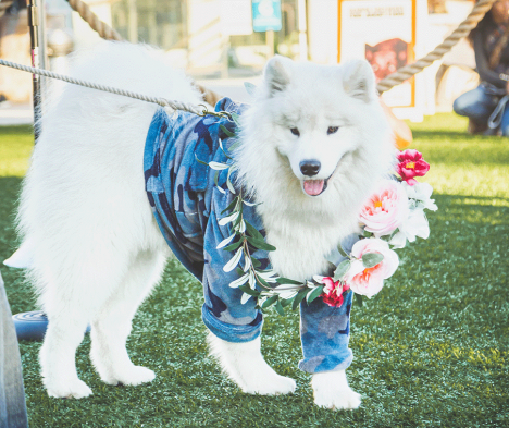 Dog, Mammal, Vertebrate, Canidae, Dog breed, Samoyed, Carnivore, Canadian eskimo dog, Companion dog, Japanese spitz, 