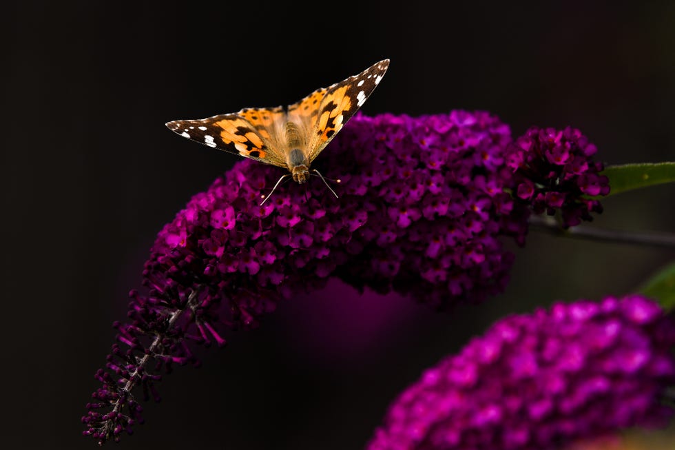 Unusually High Numbers of Painted Lady Butterflies Reported Across Europe