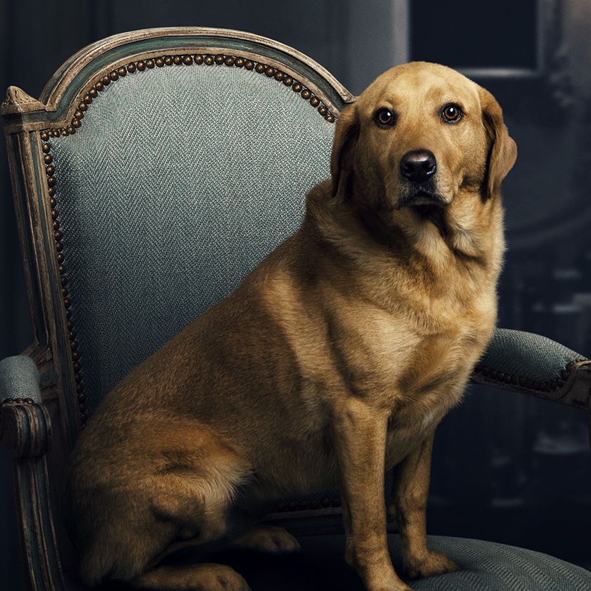 Downton Abbey Dog