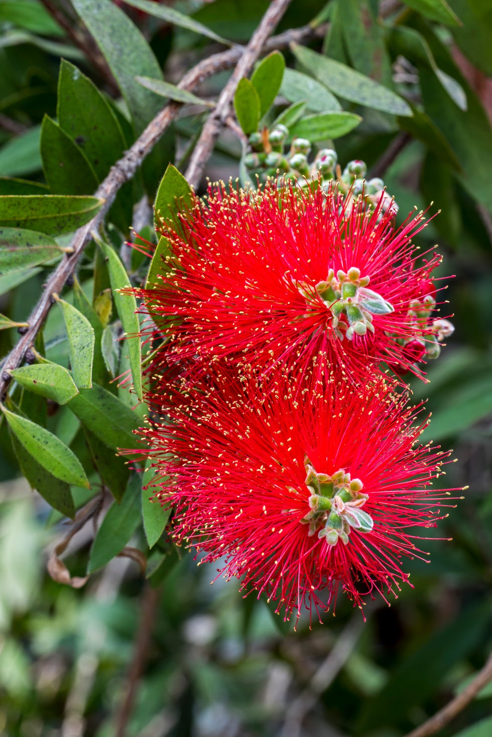 Bottlebrush in flower