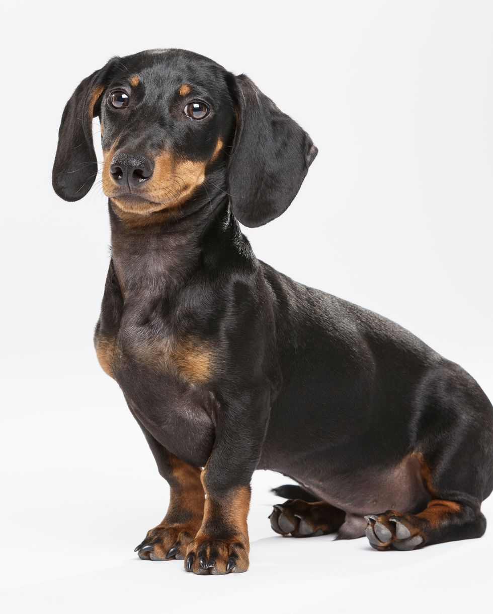 hound dog breeds dachshund