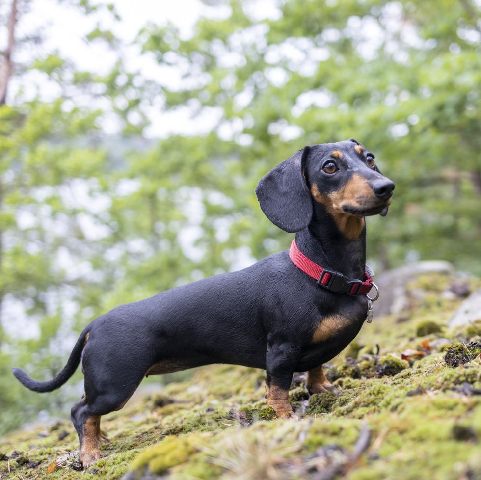 young dachshund hunting in the forest