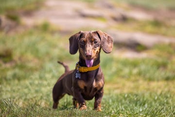 miniature dachshund dog panting in the sun