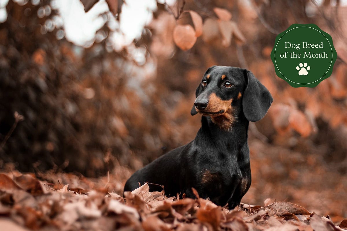 Mini Dachshund: Dog Breed Characteristics & Care