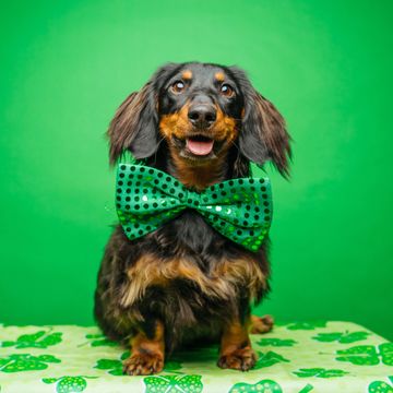 dachshund for st patrick's day