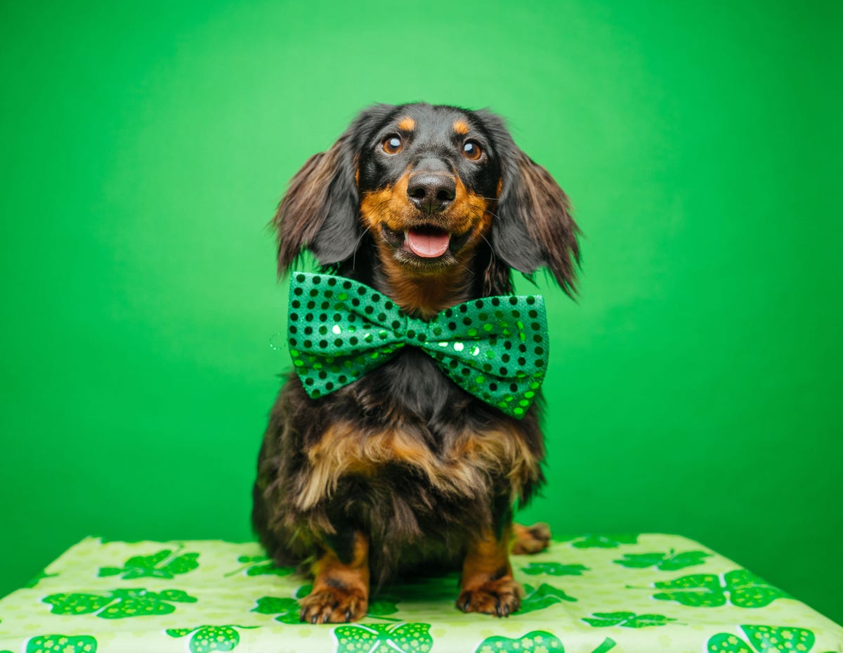 Celebrate St. Patrick's Day with your Dog!, ZimmVet