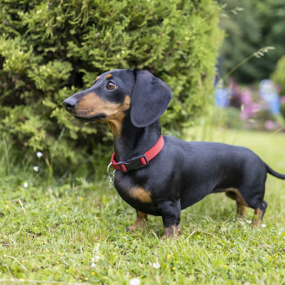 dachshund in the garden