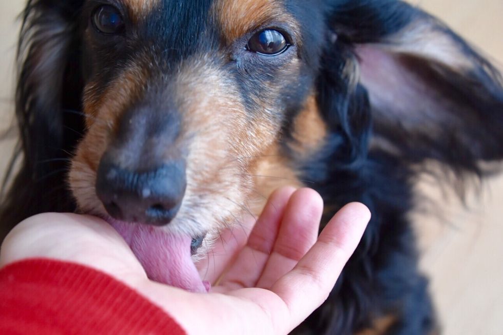 un perro lamiendo la mano de su dueño