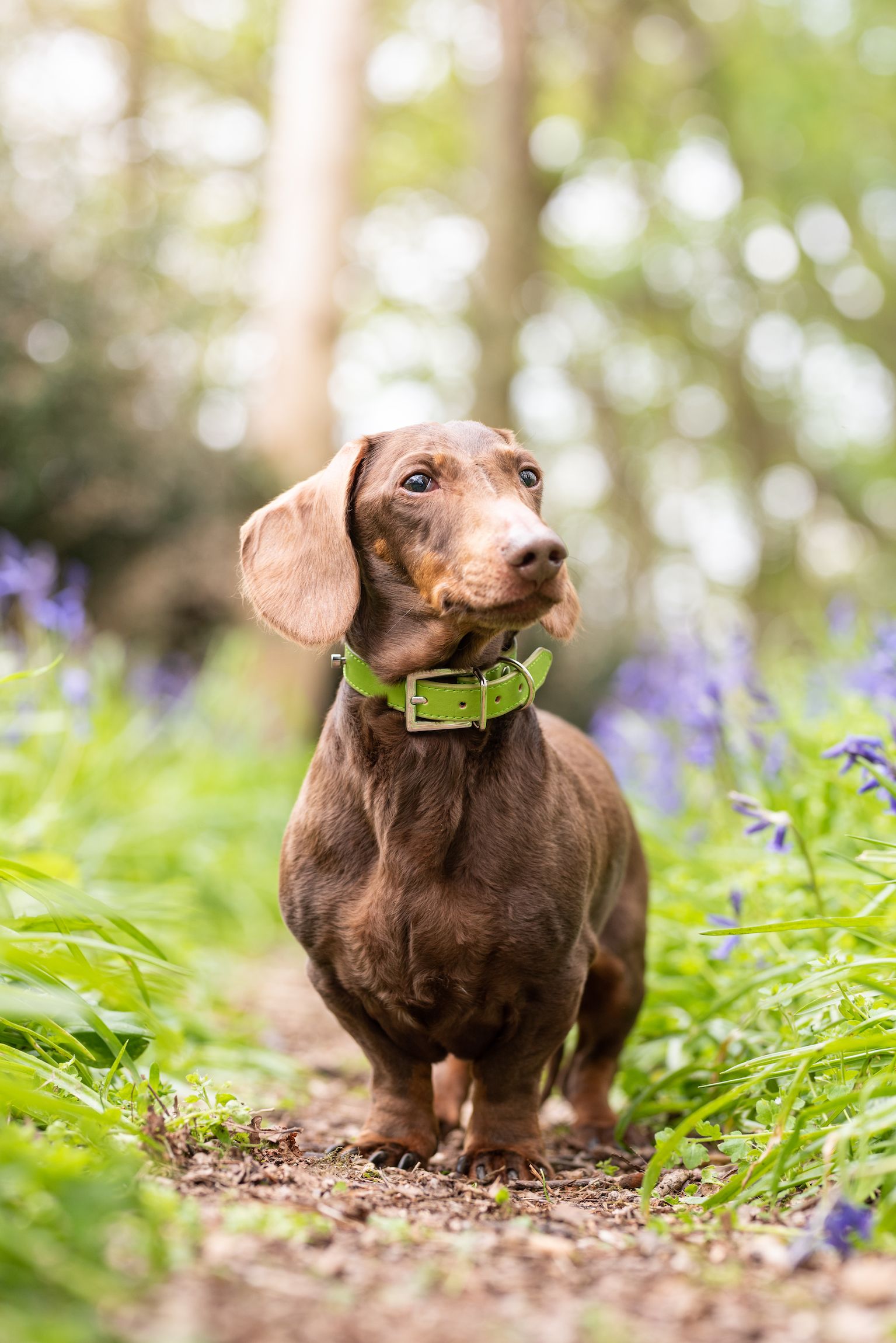 Cocker Spaniel Intelligence: How Smart Are These Dogs? - Fidose of Reality