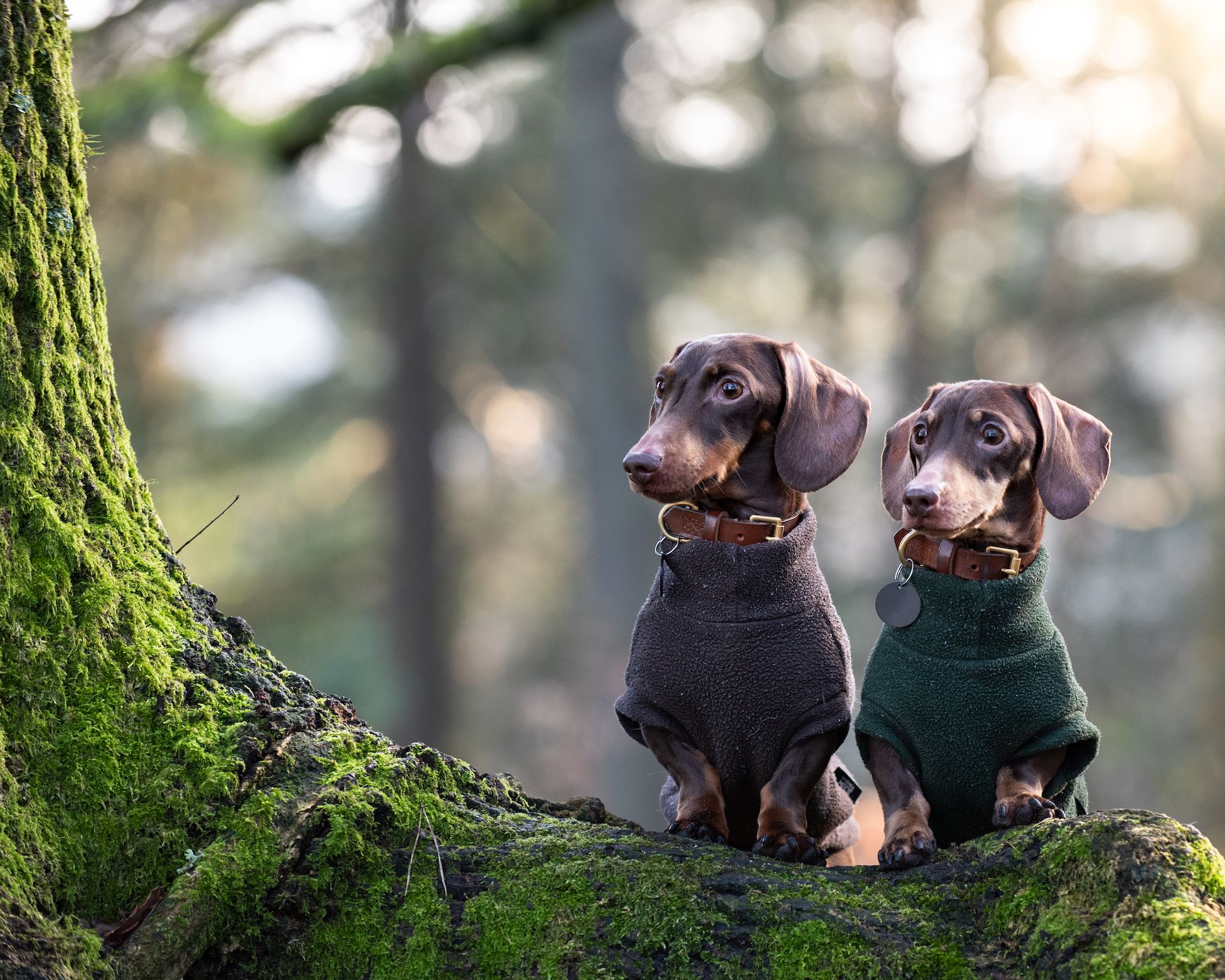 Buying a hot sale dachshund