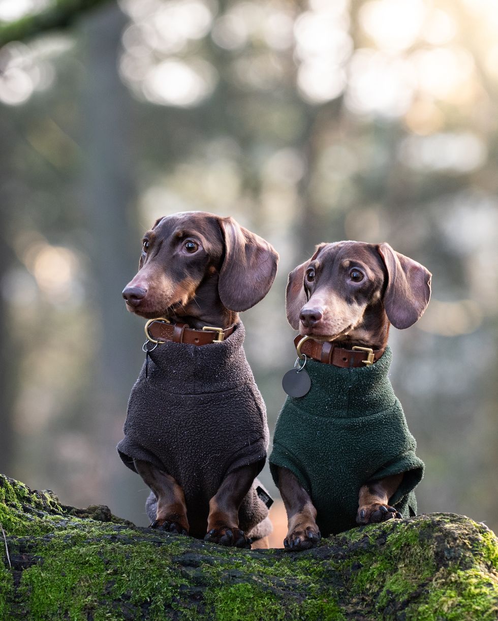 a couple of dogs sitting on a tree branch