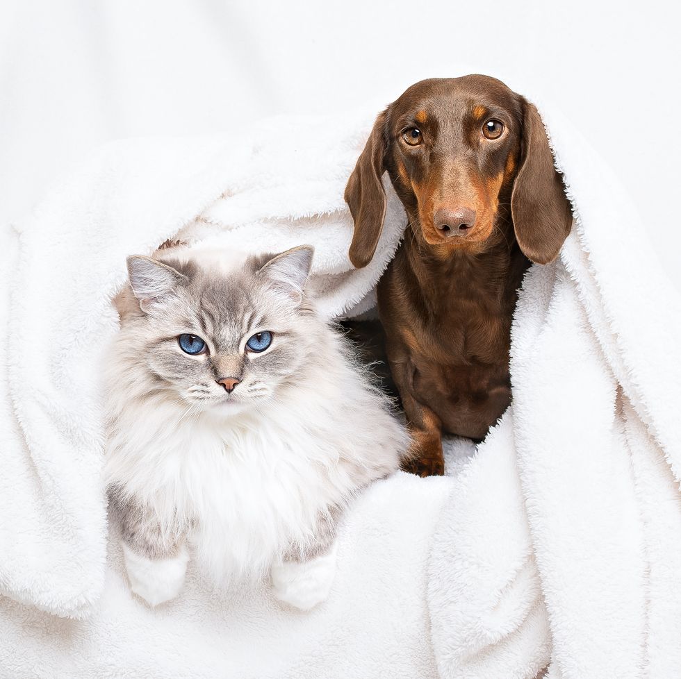 dachsund dog and ragdoll cat cuddling together under blanket throw