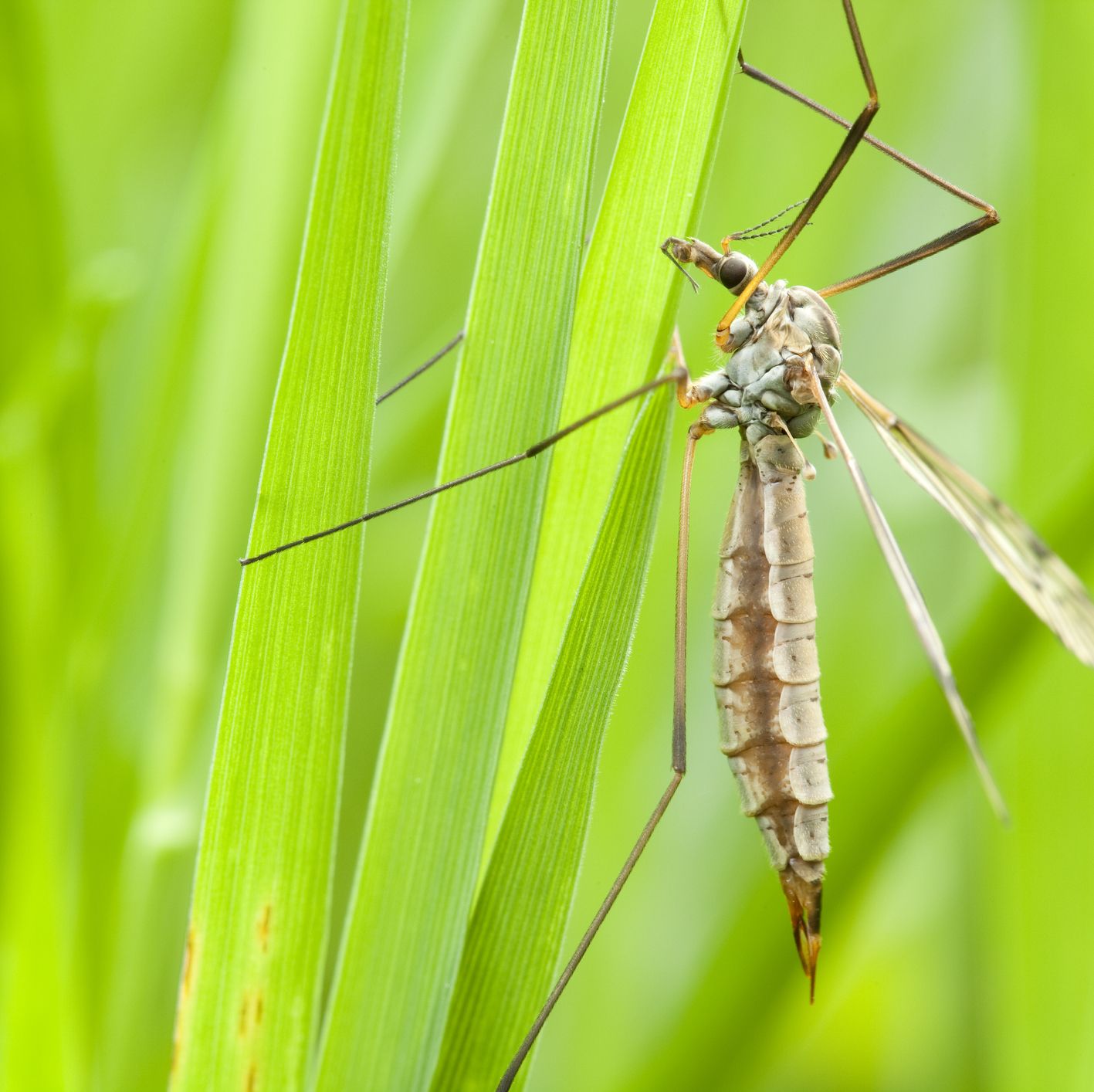 Daddy longlegs: Everything you need to know and how to get them out of your  house