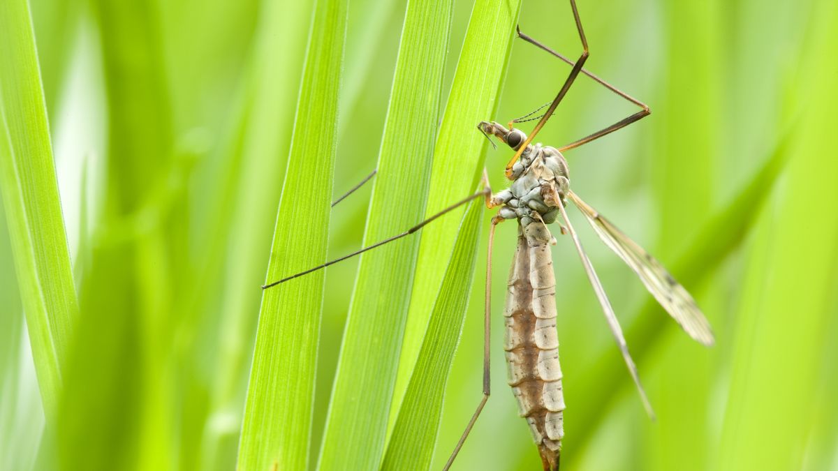 Is the UK really seeing a record daddy long legs invasion?, Insects