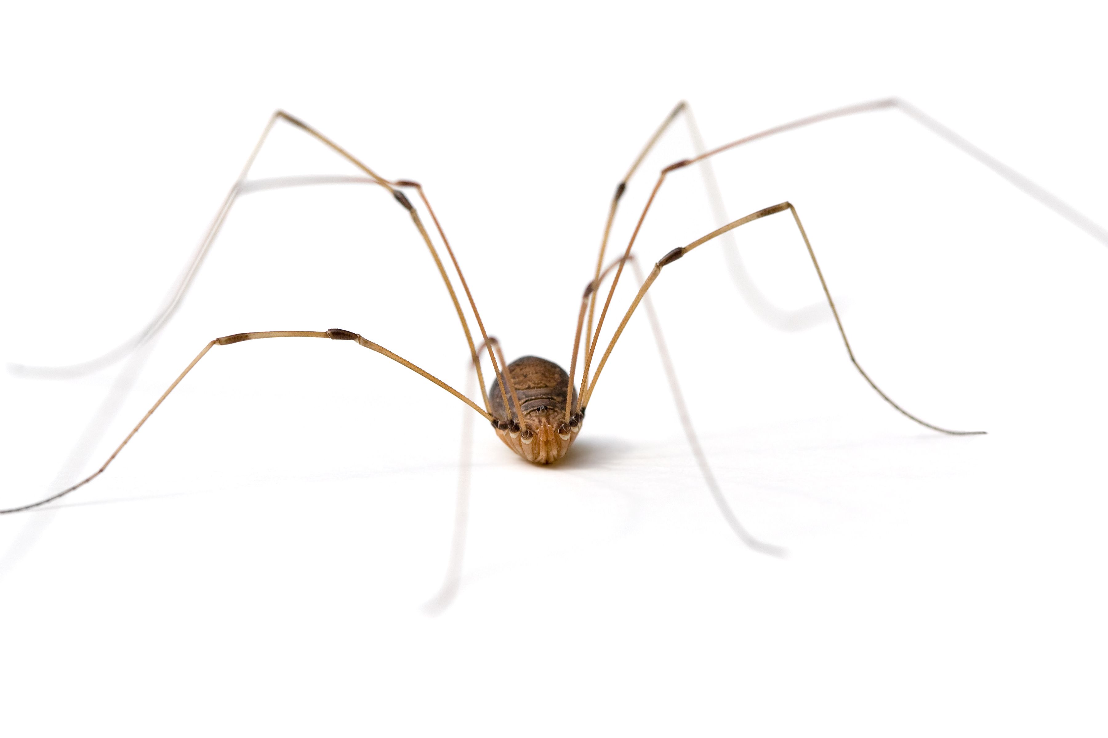 non poisonous house spiders