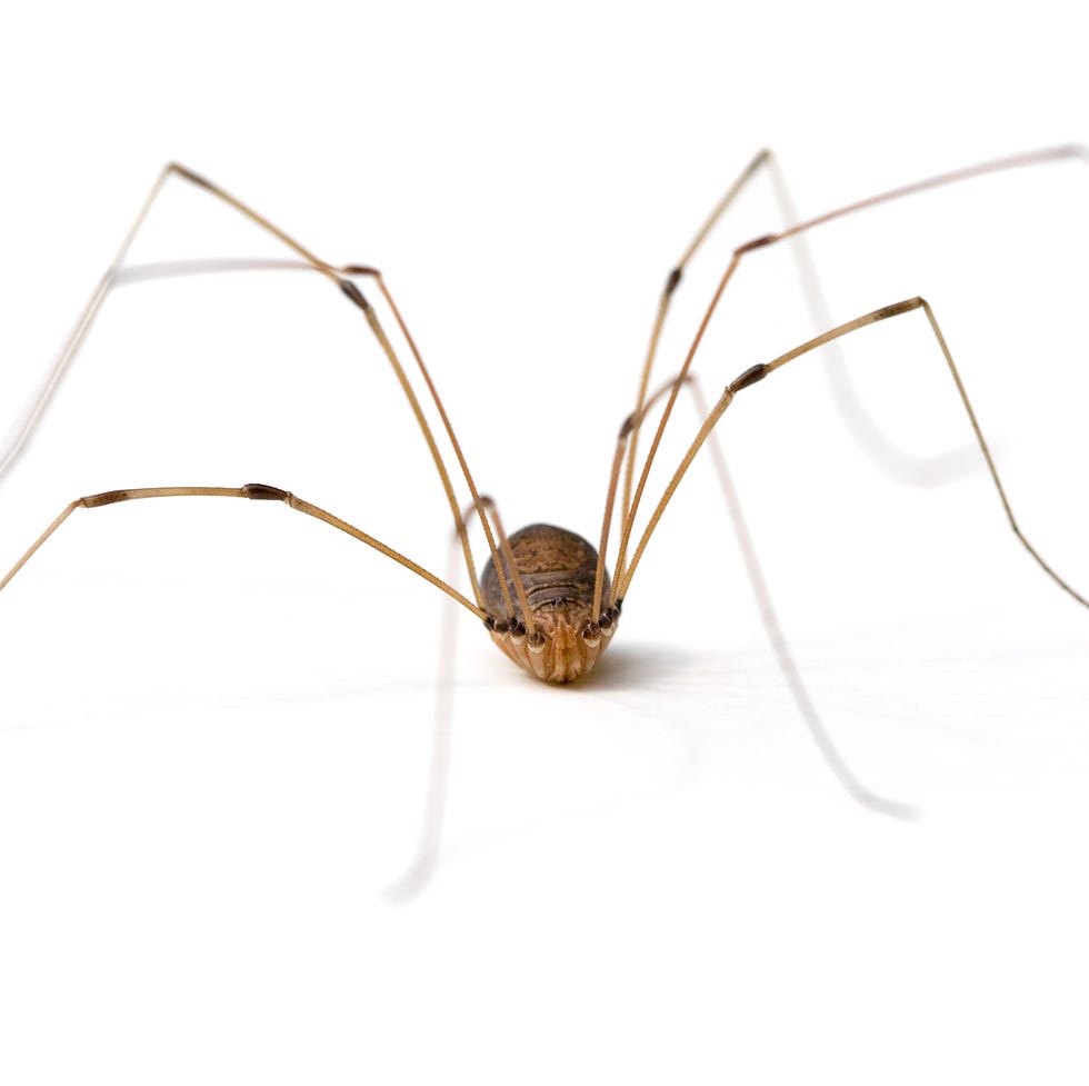 Daddy Long Legs Spider