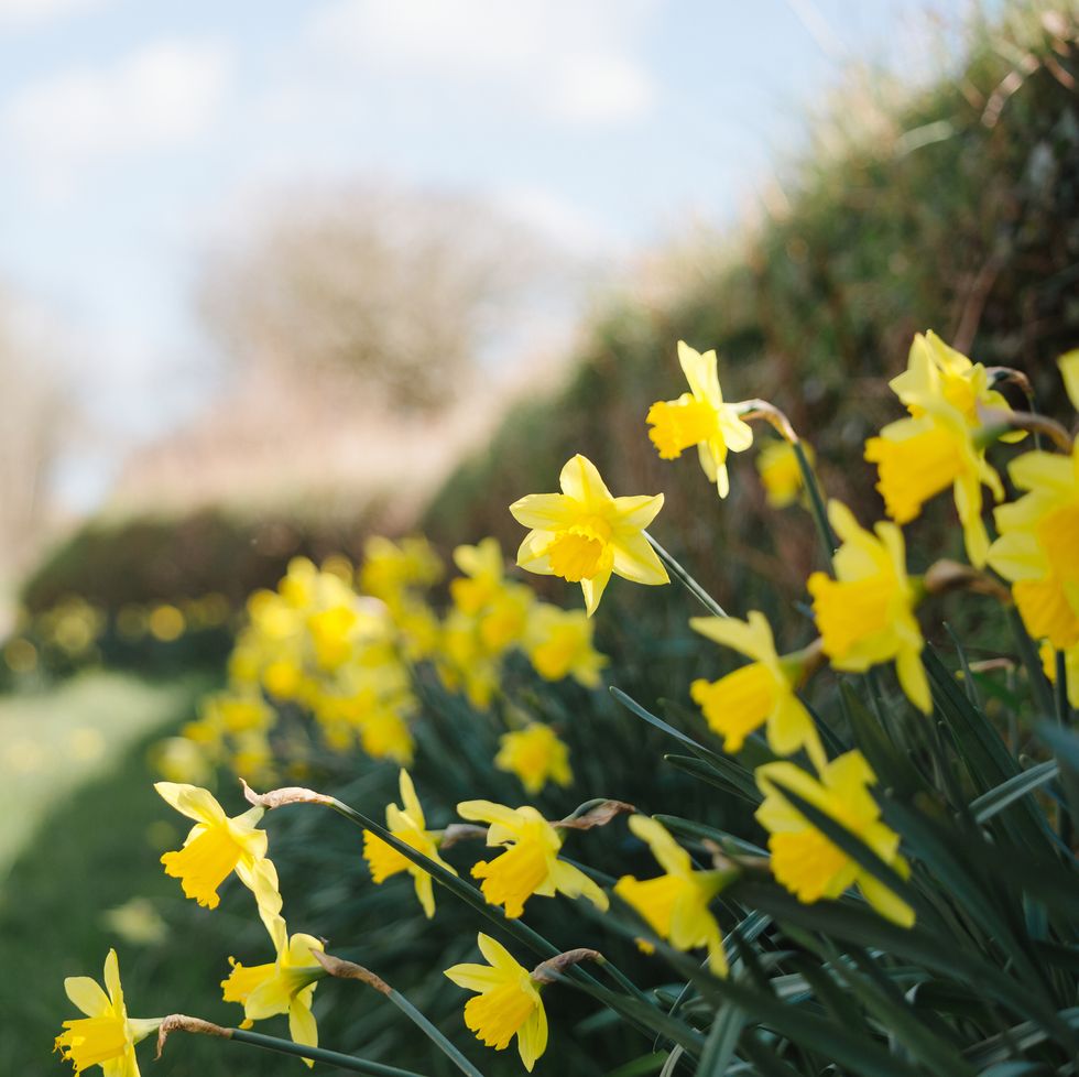 limited depth of field image of the vivid yellow blooms of a row of daffodils they are growing in a grass verge alongside a rural country lane in cornwall