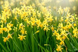 daffodil bulbs
