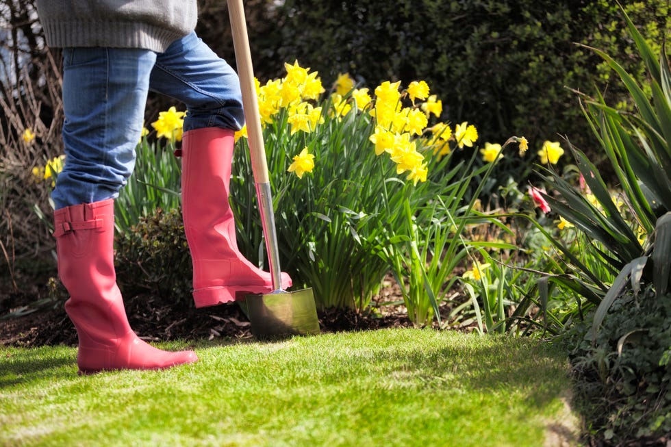 daffodil bulbs