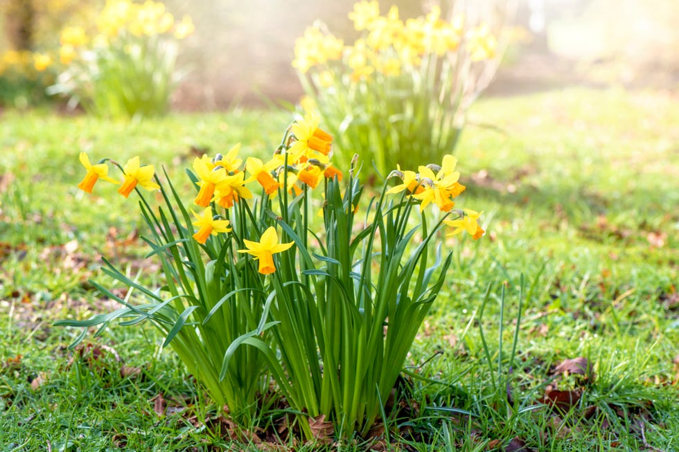 daffodil bulbs