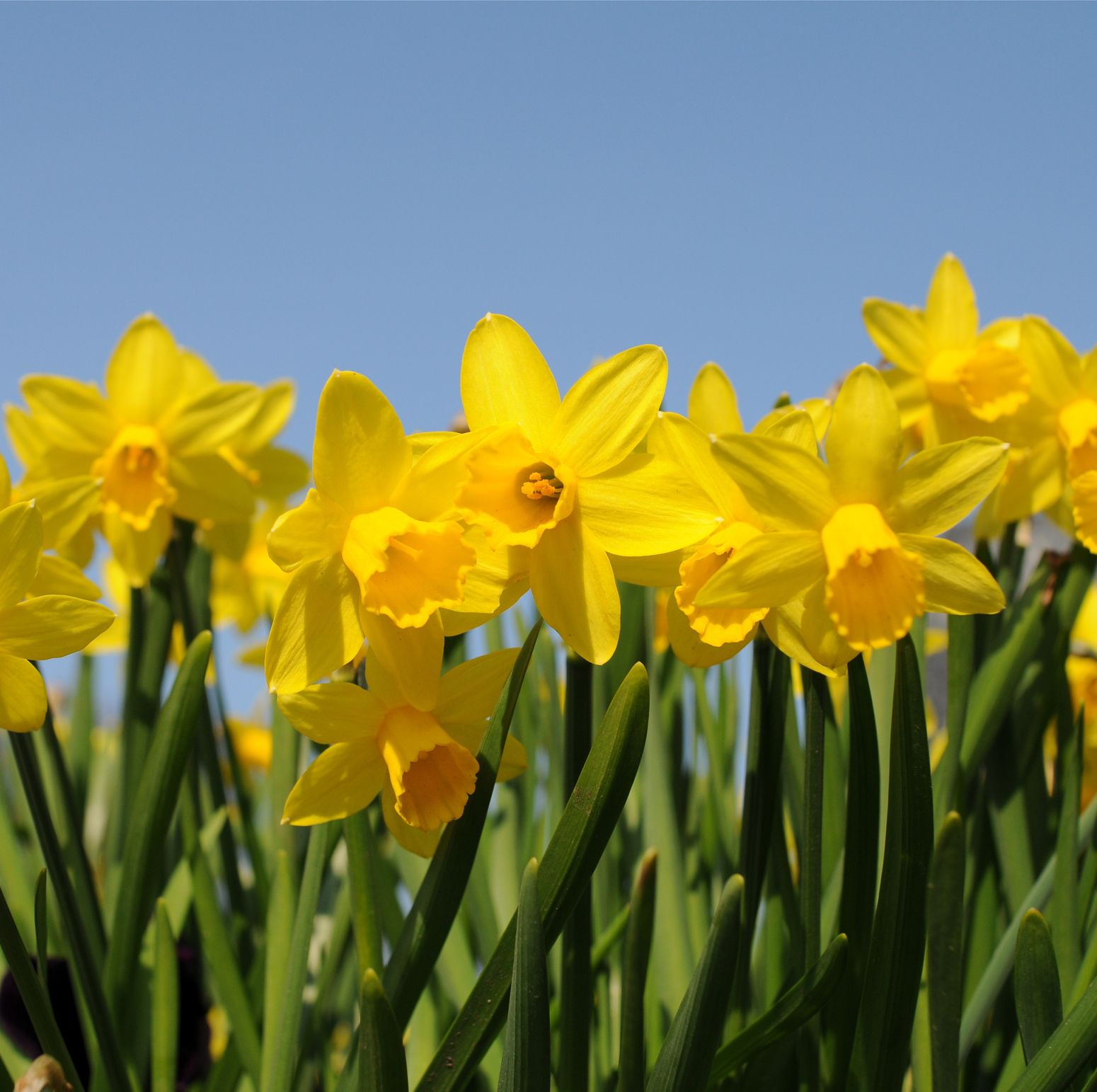 Daffodil shortage because of the mild weather means we might not have any by Easter