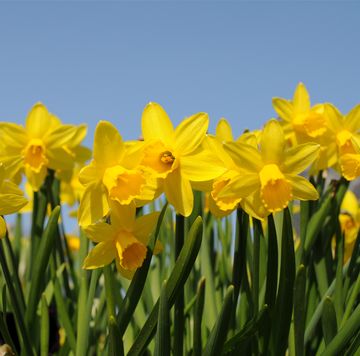 Daffodil shortage because of the mild weather means we might not have any by Easter